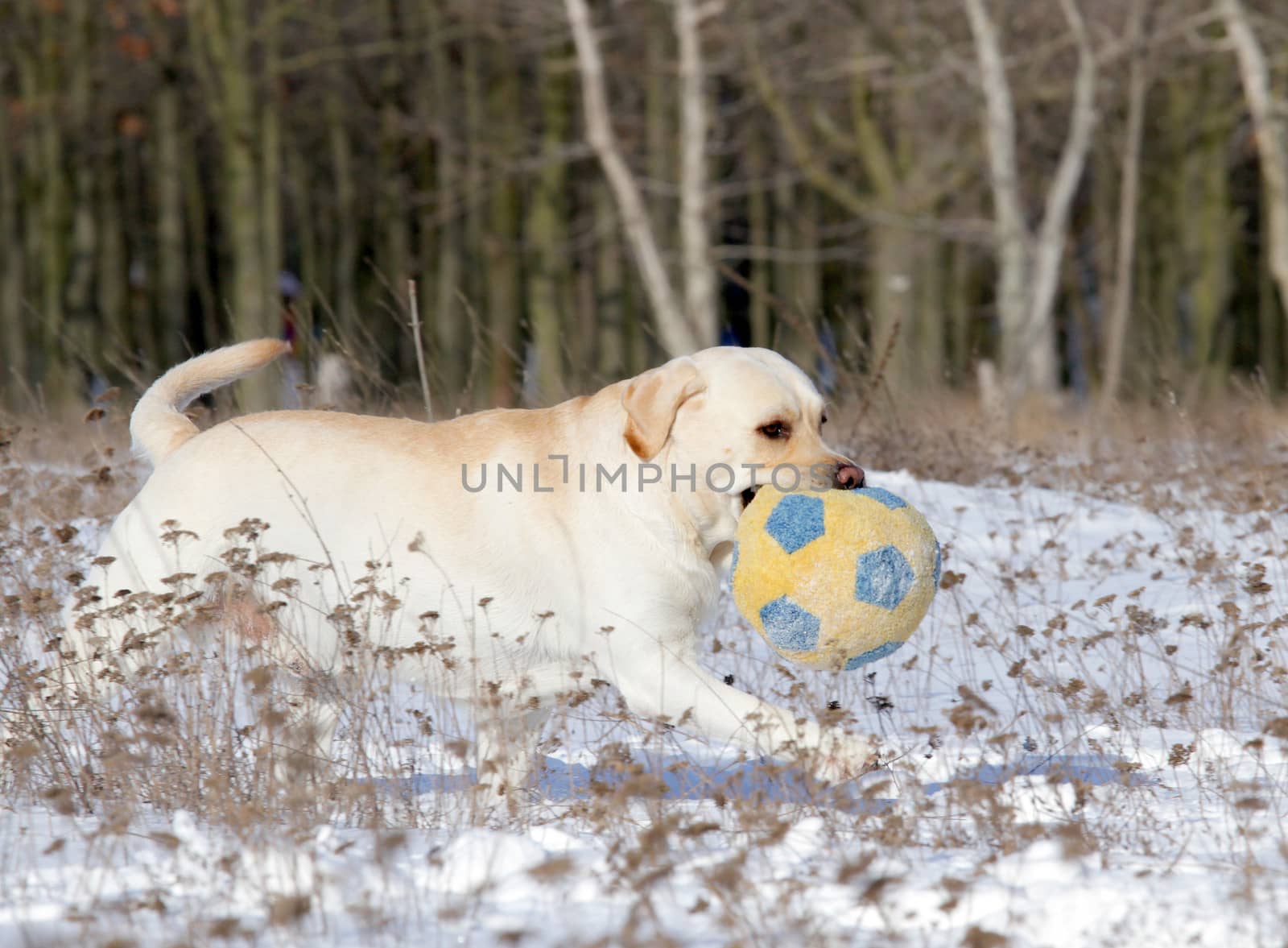 yellow labrador in the snow in winter running with a ball