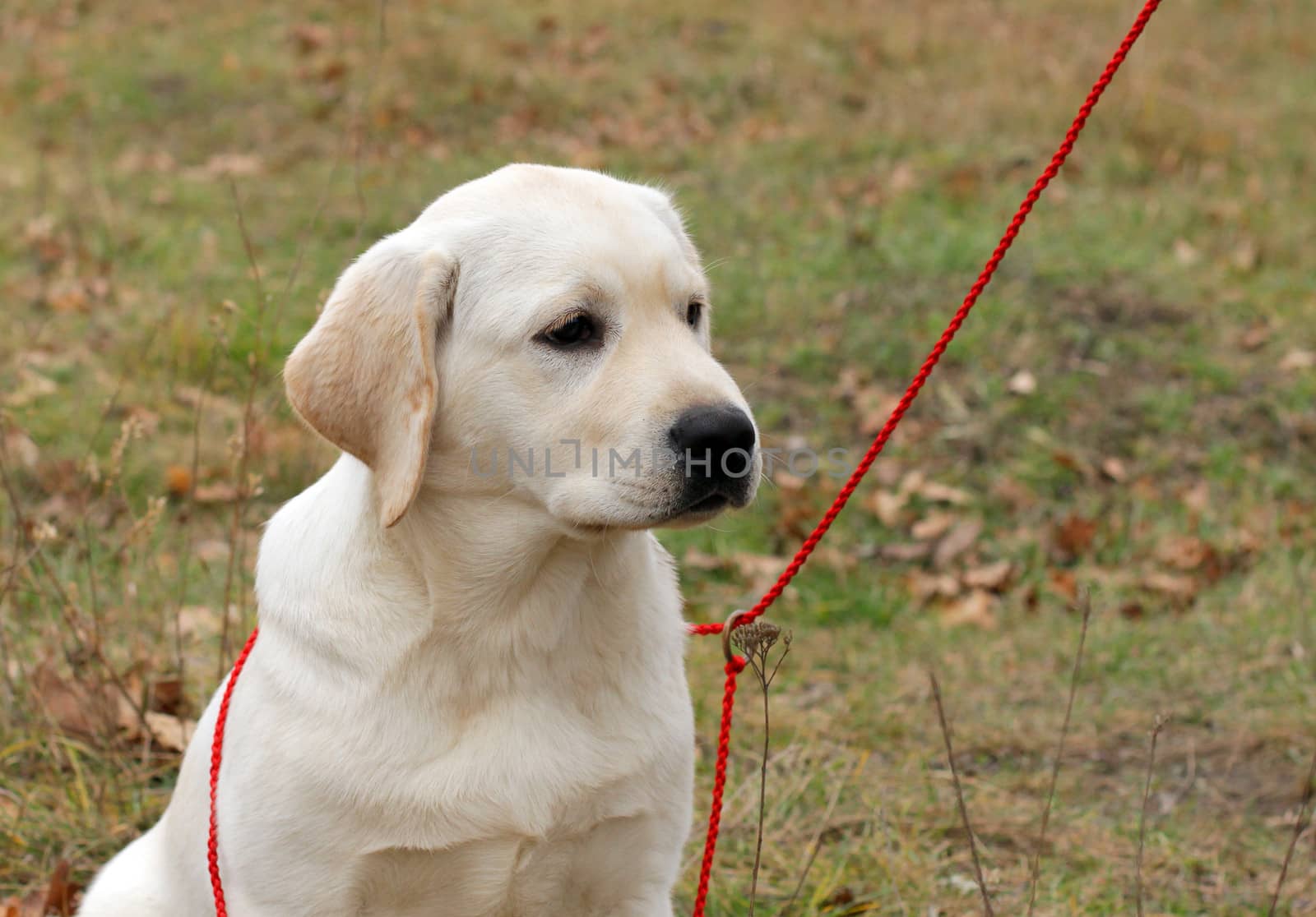 happy yellow labrador puppy portrait