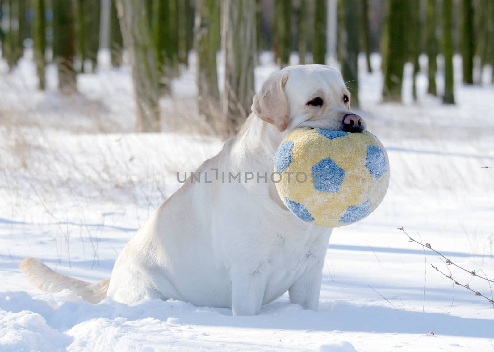 yellow labrador in the snow in winter portrait with a ball