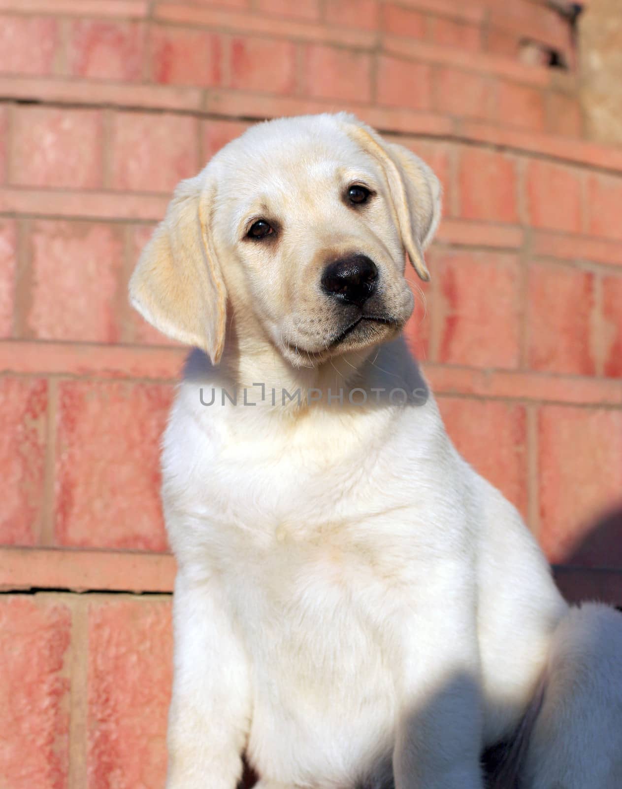 happy yellow labrador puppy portrait close up