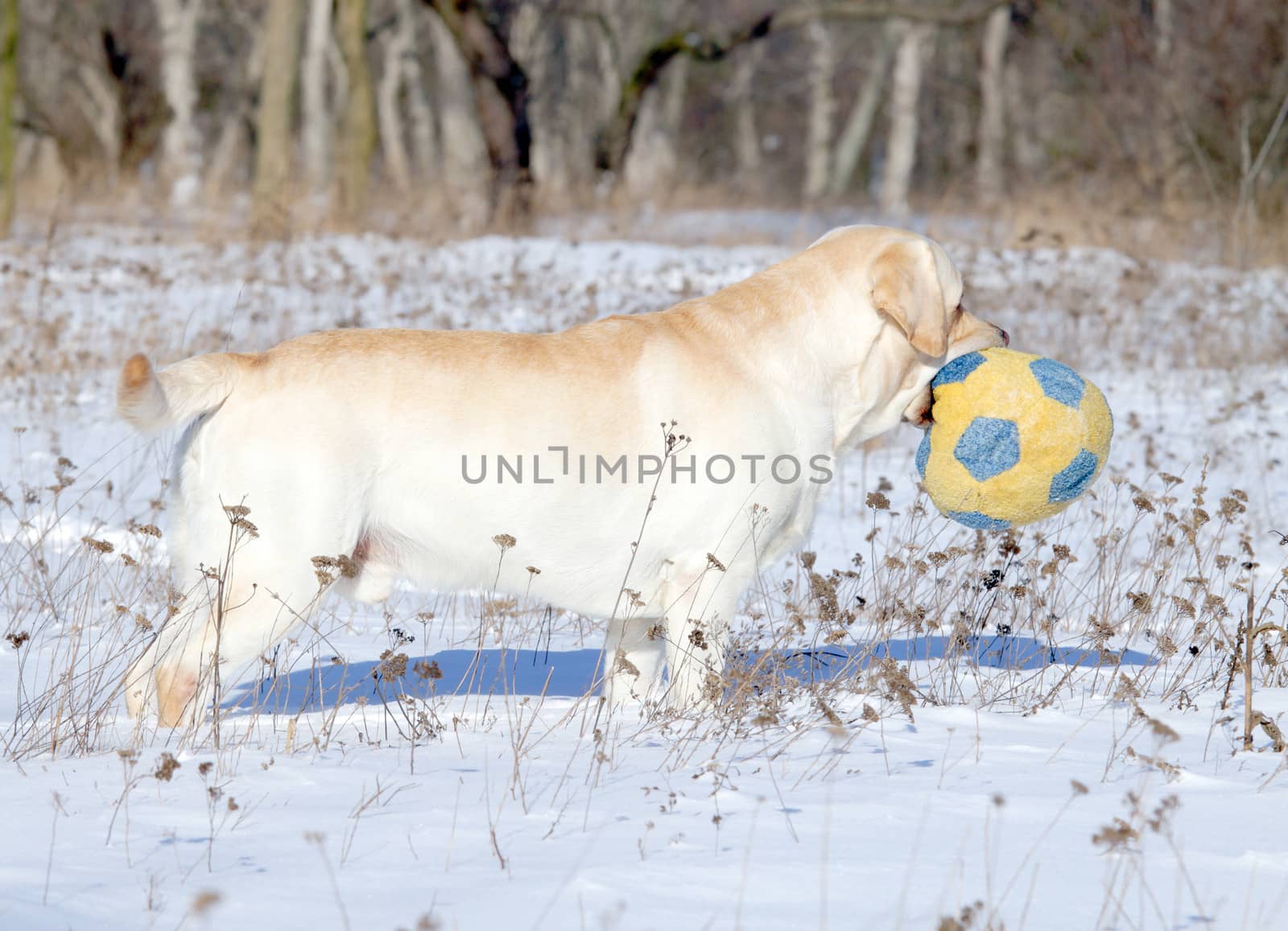 yellow labrador in the snow in winter with a ball