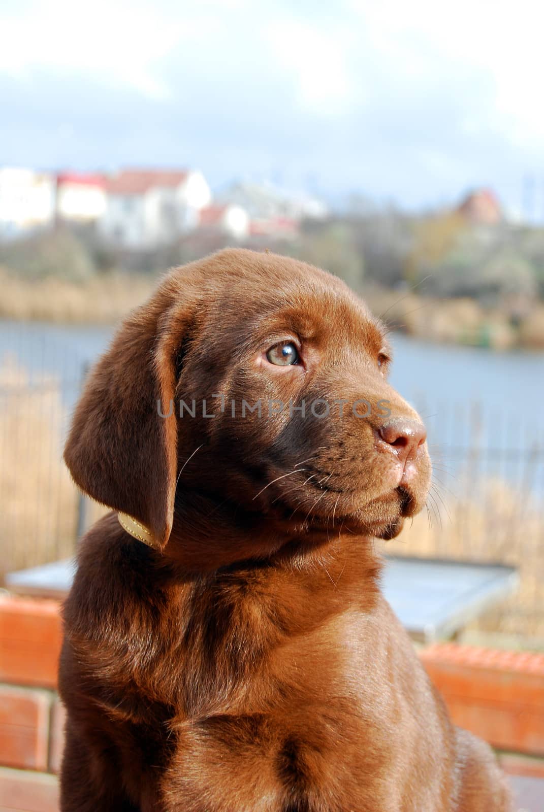 happy chocolate labrador puppy portrait close up