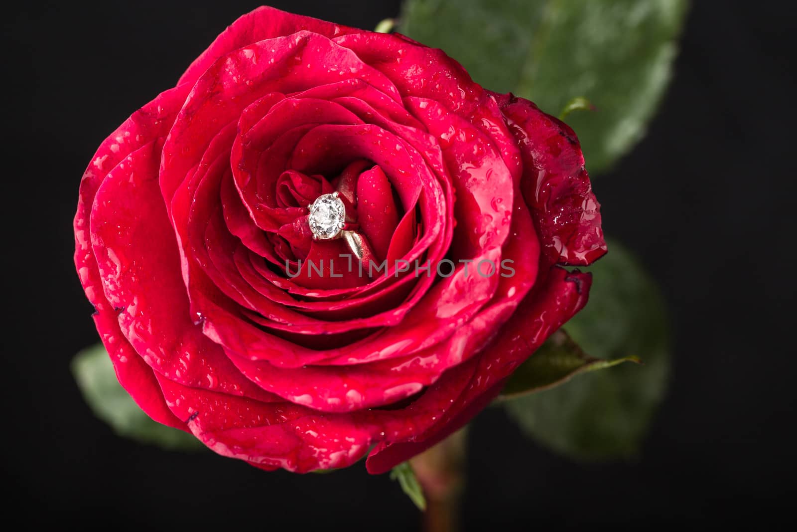 The perfect Valentine's Day gift, an engagement ring on a red rose