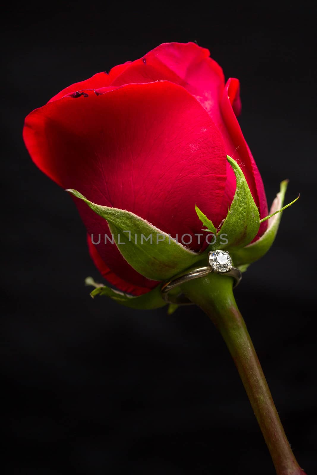 The perfect Valentine's Day gift, an engagement ring on a red rose