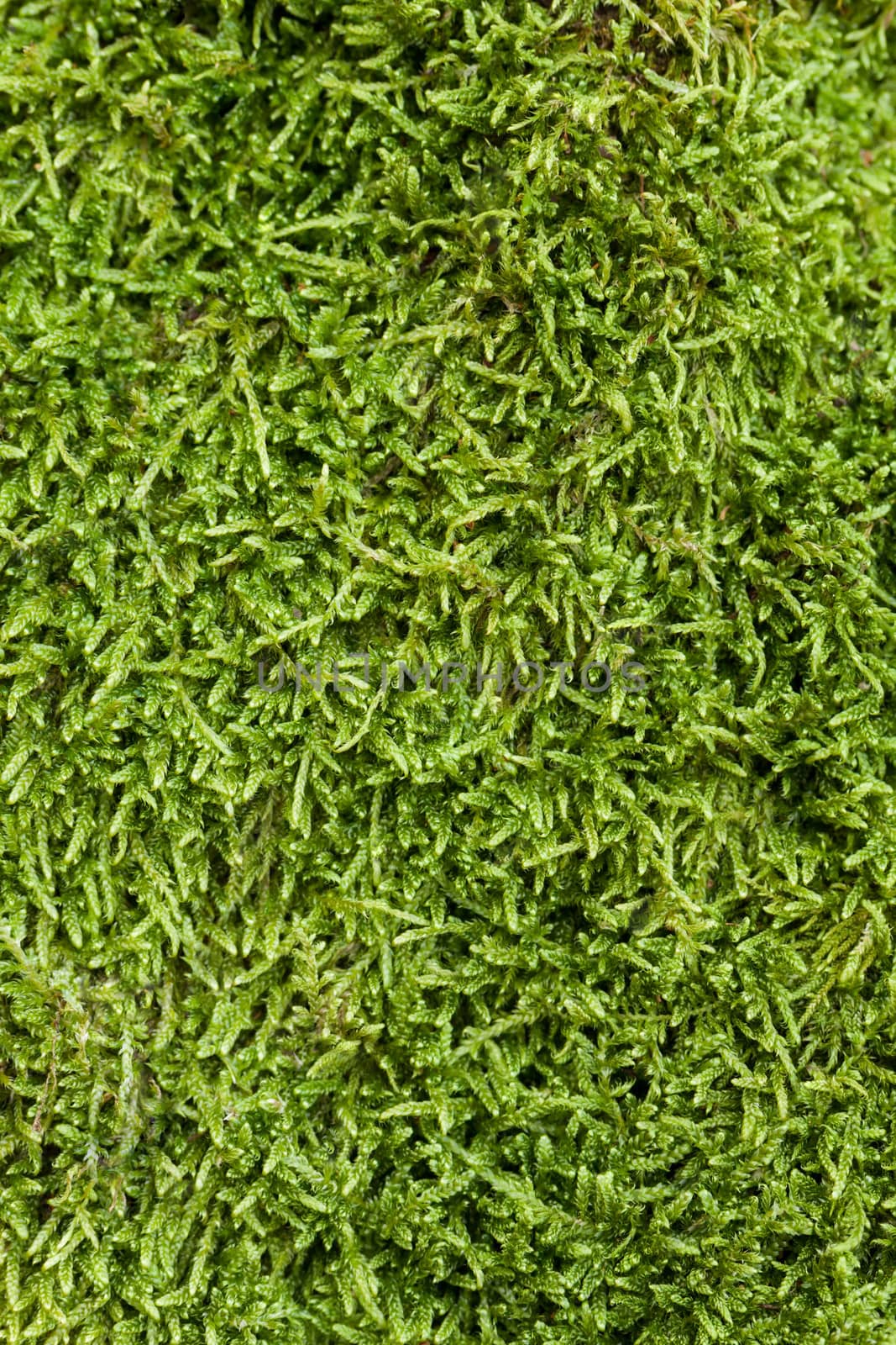 Texture of moss by vtorous