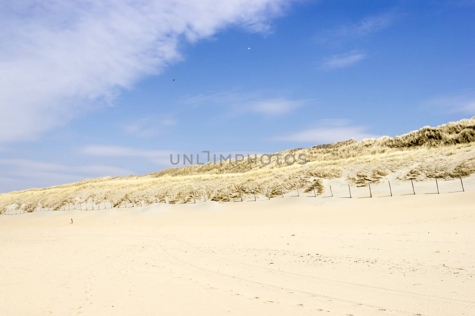 Beach on North Sea, the Netherlands by Tetyana