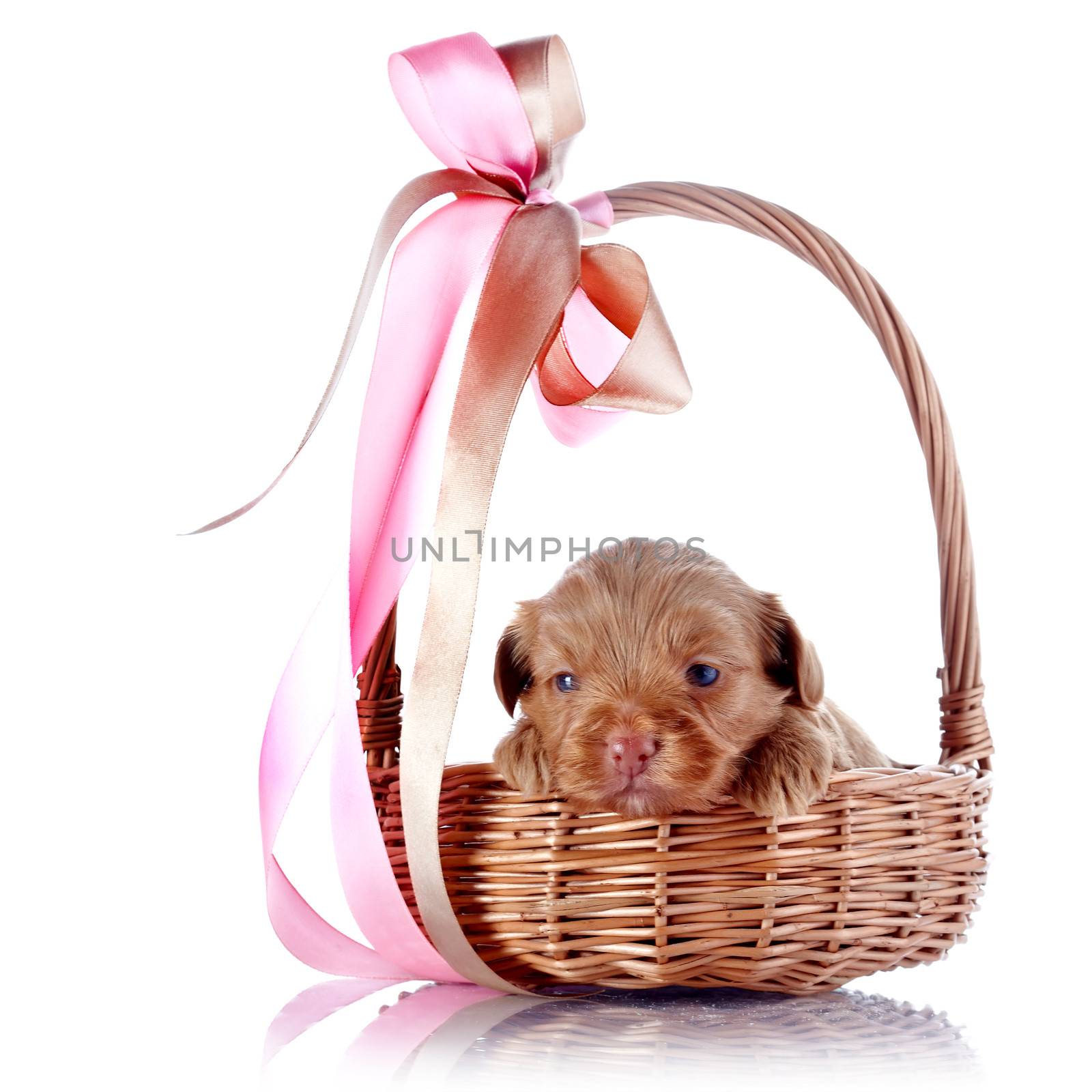Puppy in a wattled basket with a bow. Puppy of a decorative doggie. Decorative dog. Puppy of the Petersburg orchid on a white background