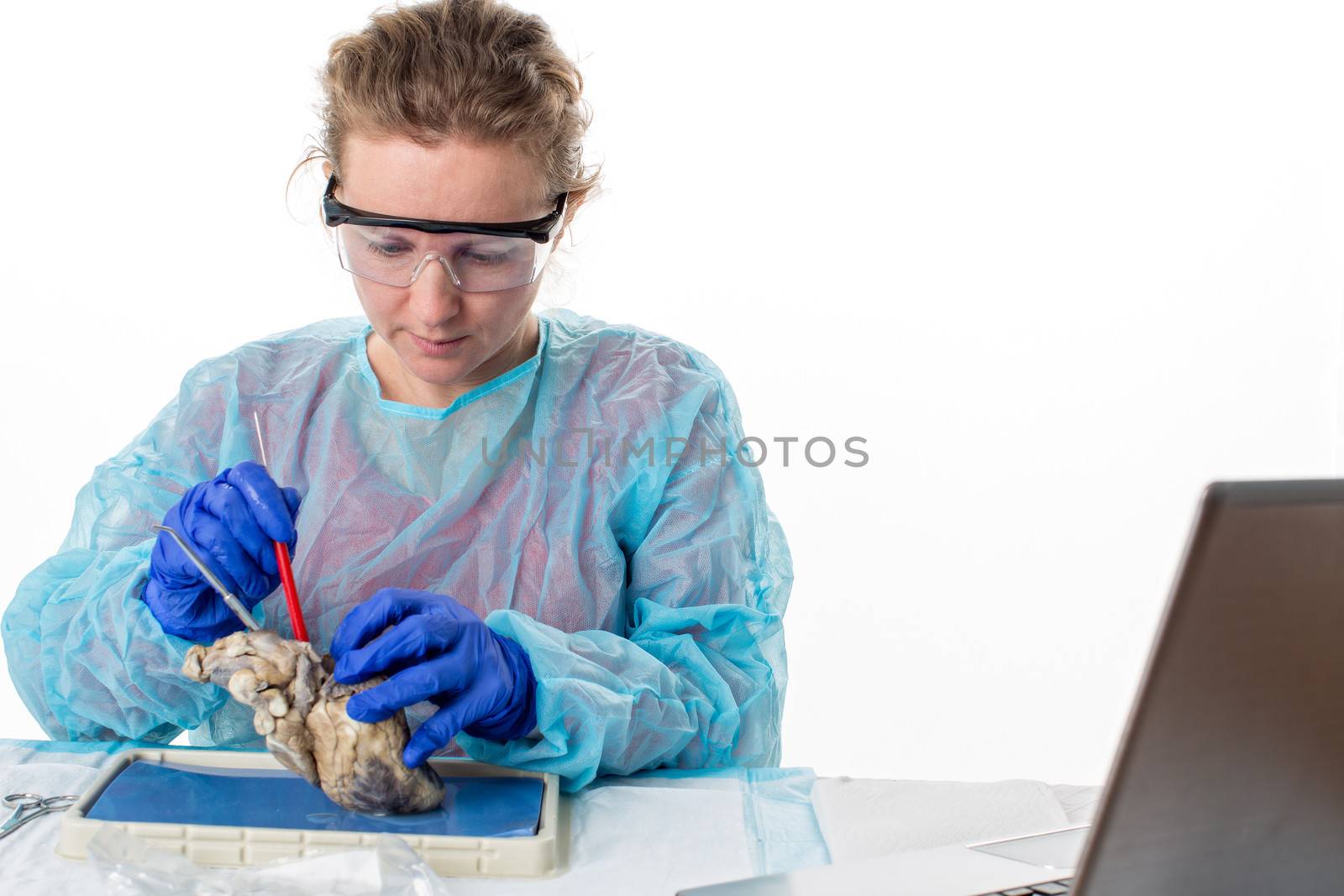 Young female medical student in class sitting at a bench in the laboratory dissecting a sheep heart as she analyses the structure and physiology