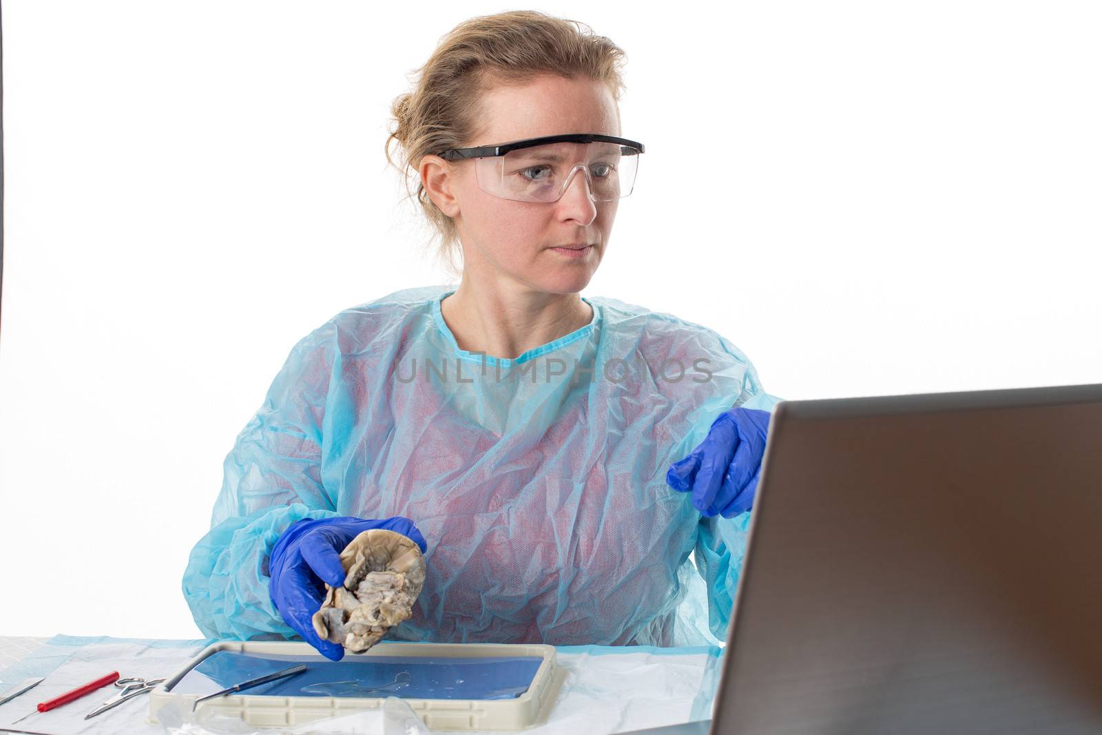 Attractive female medical student in anatomy class holding a preserved sheep heart which she is analysing as she looks up information on her laptop computer