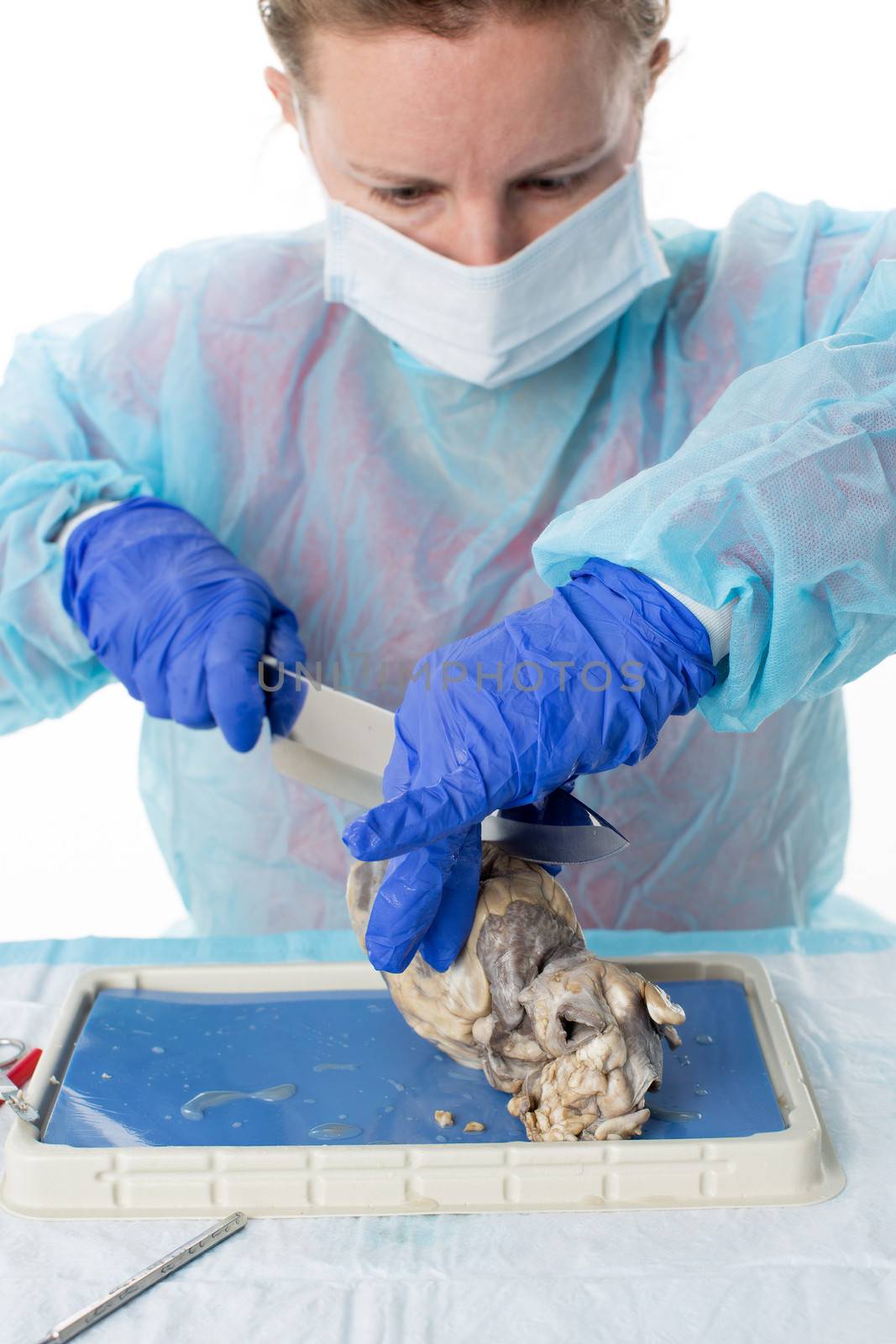 Young medical student bisecting a sheep heart by coskun