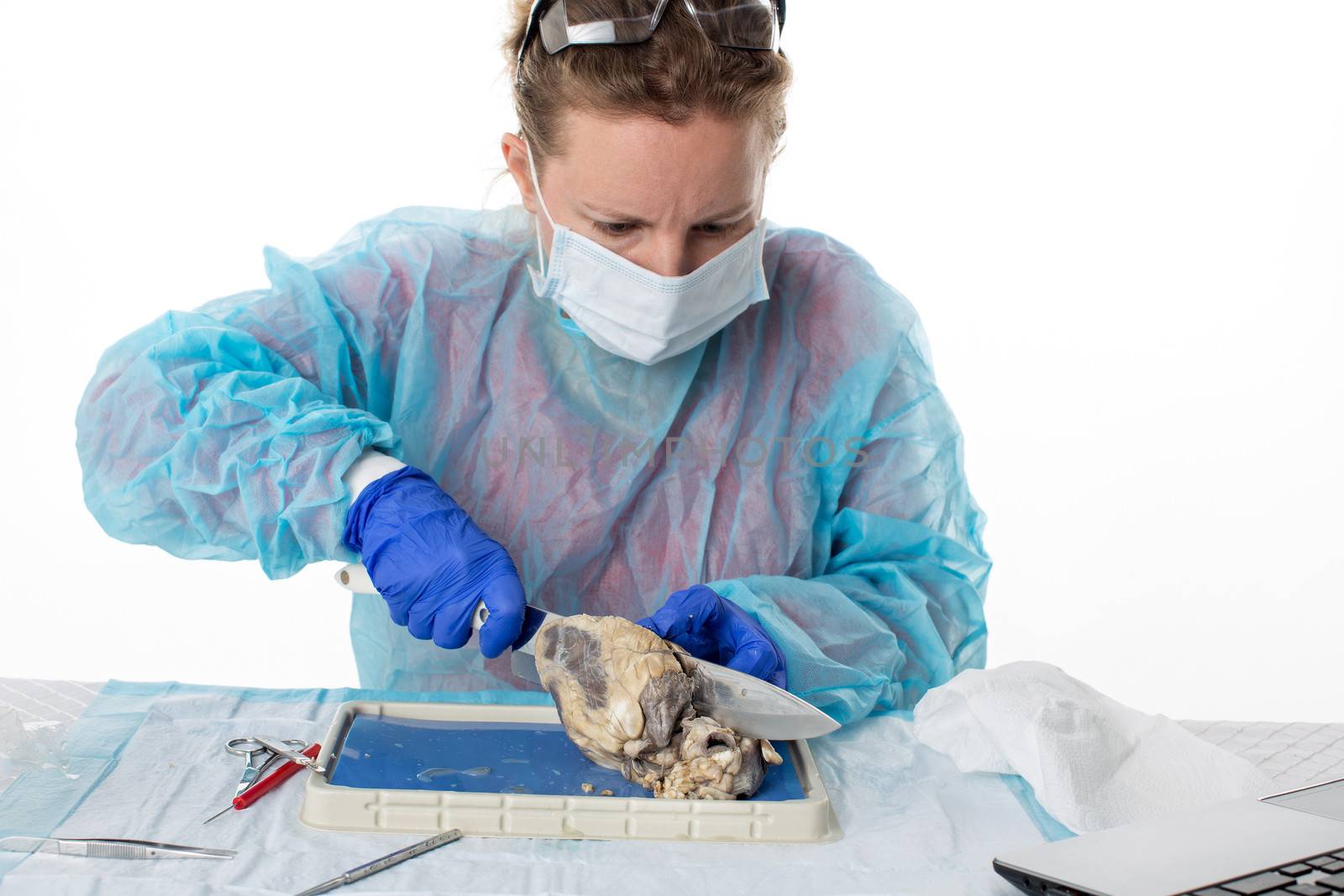 Young female medical student doing anatomy classes sitting at a bench in the laboratory dissecting and analysing the heart of a sheep