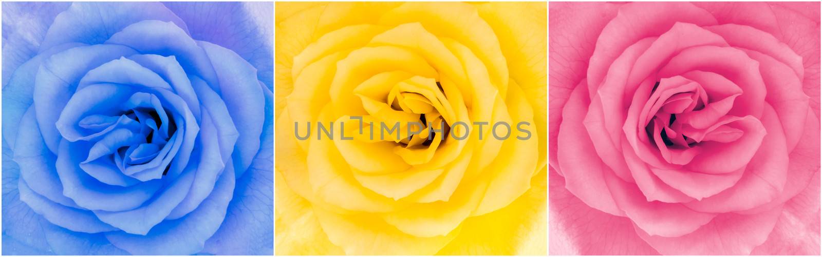 Detail of three multicolor roses flowers in blossom