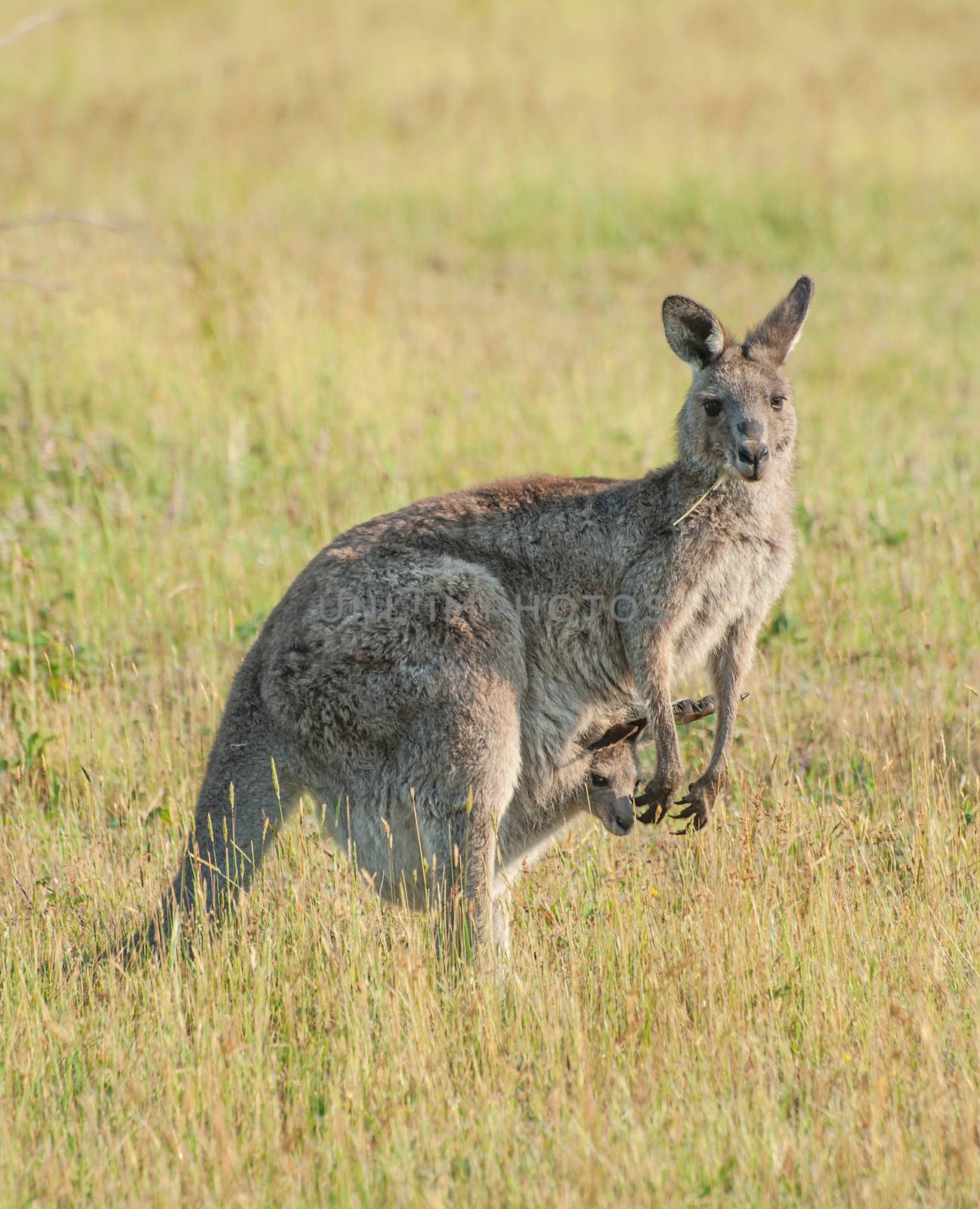 Kangaroo by fyletto