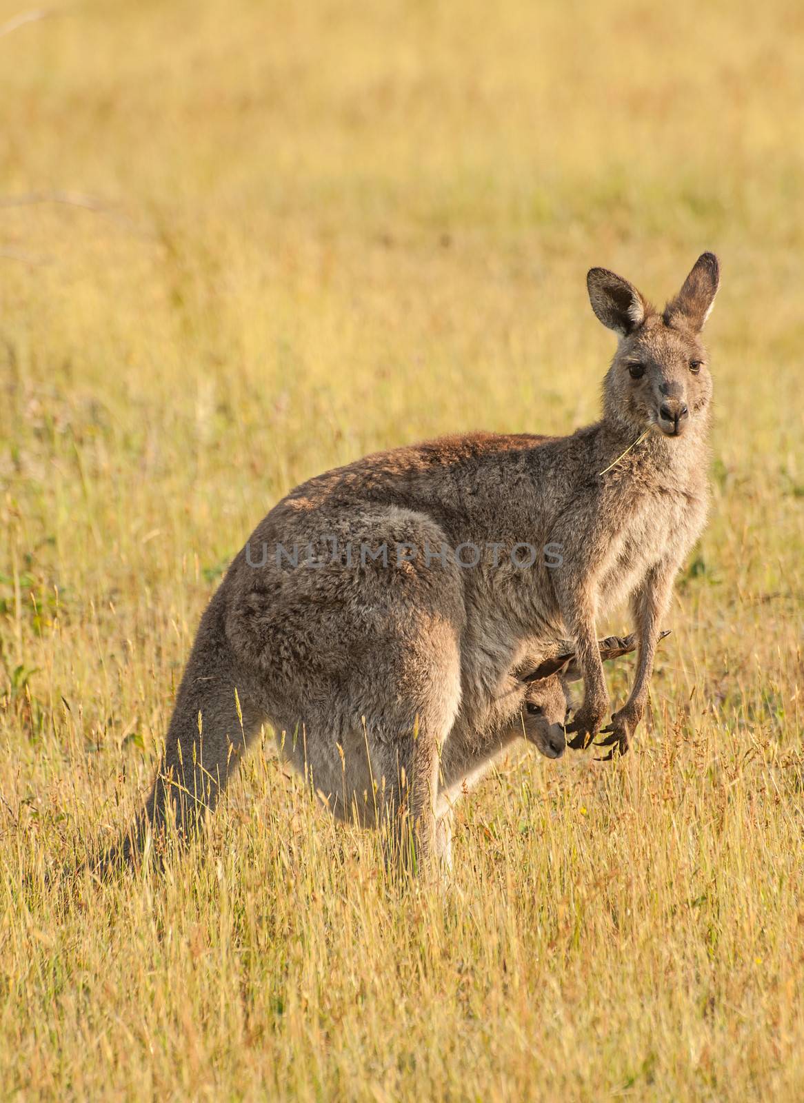 Wild Australian female kangaroo (eastern gray kangaroo - Macropus giganteus) with a joey in pouch