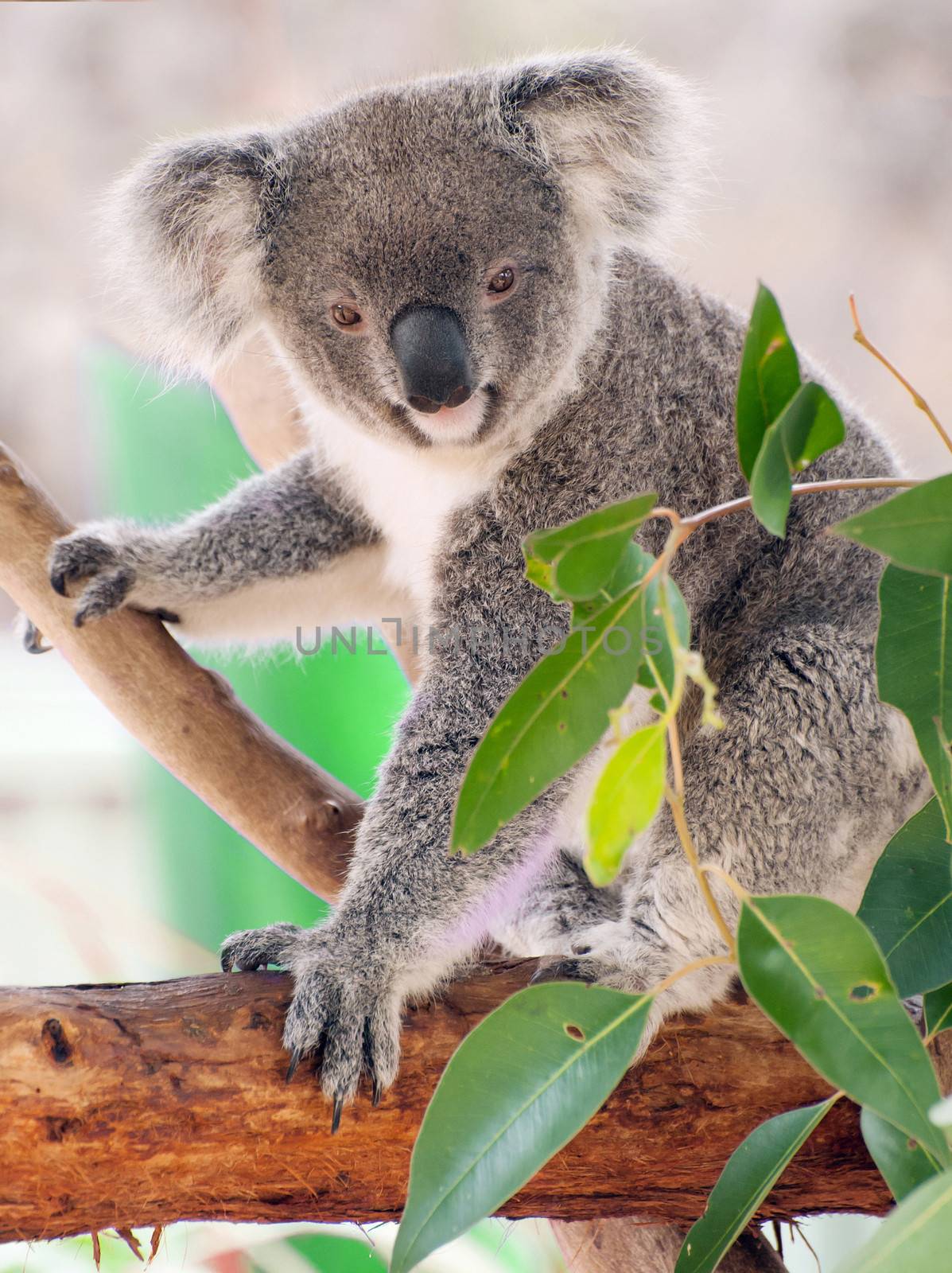 Beautiful koala bear (Phascolarctos cinereus) sitting on the gum tree branch, Victoria, Australia