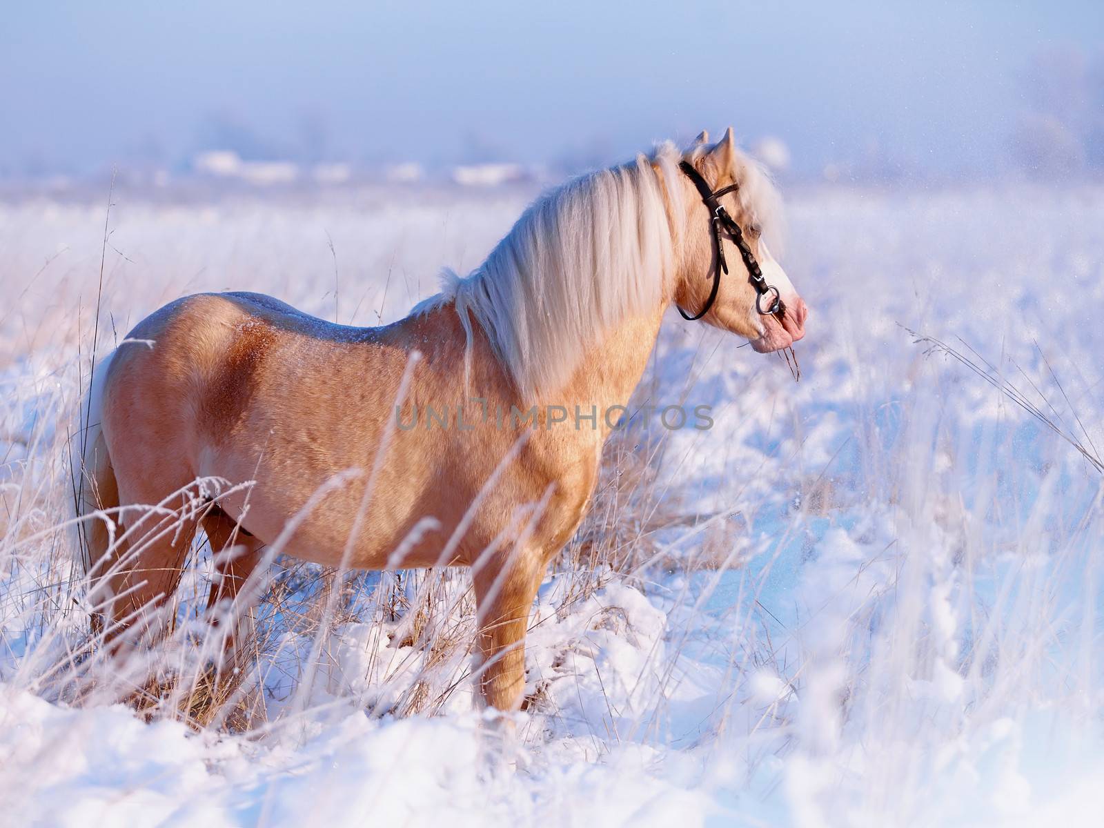 Portrait of a beige pony in the field in the winter. Beige little horse. Stallion on walk.
