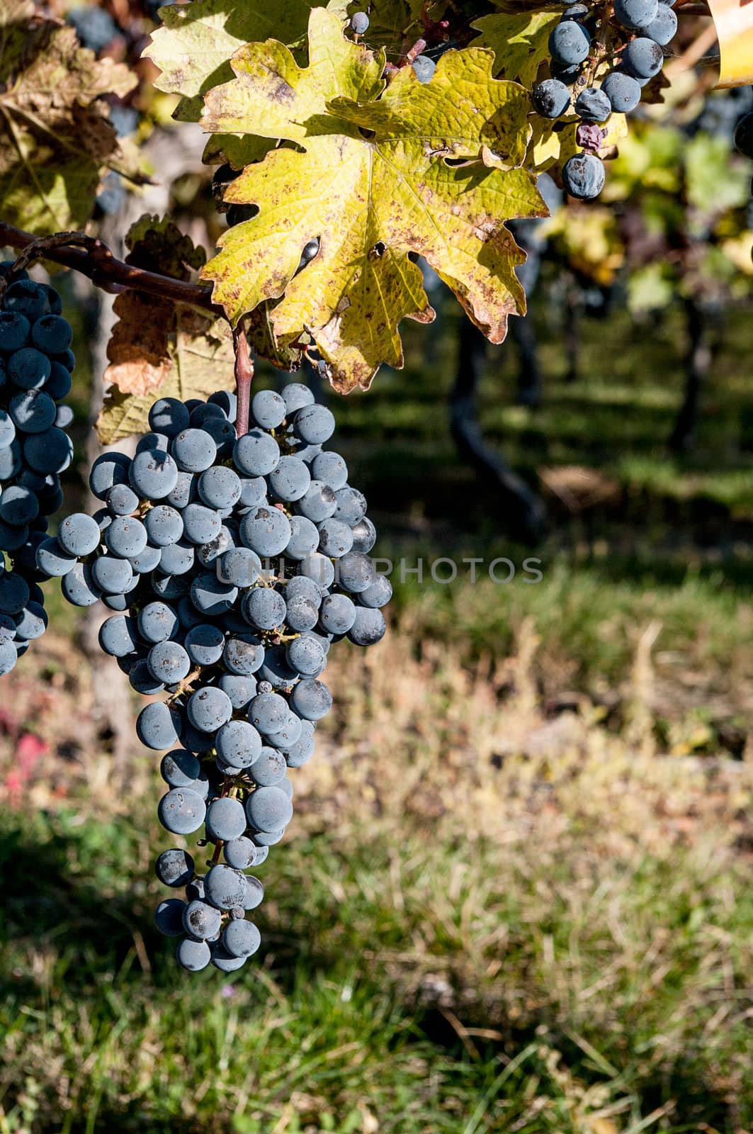 Grape Cluster on the vine