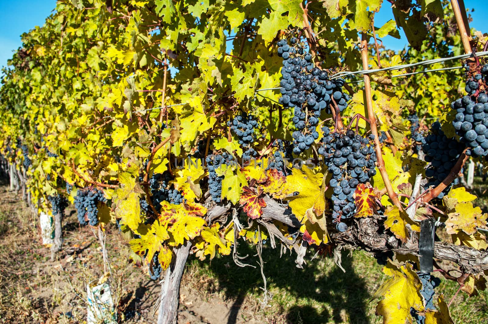 clusters of grape vines in a vineyard 