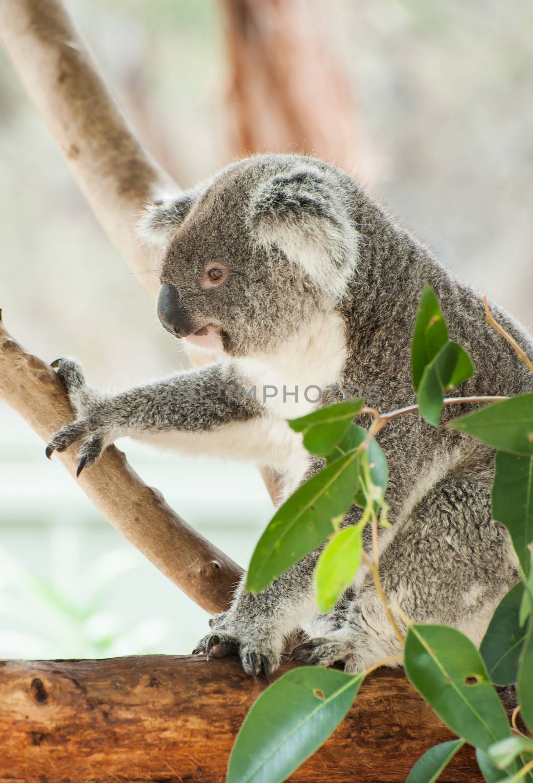 Koala by fyletto