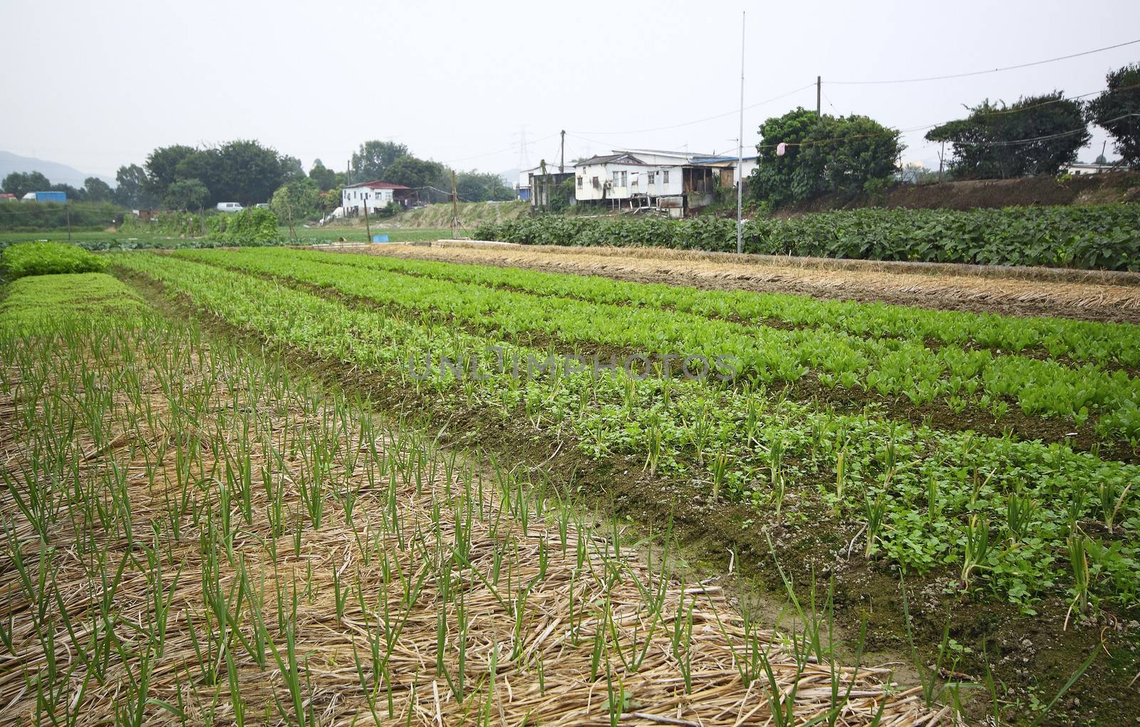Cultivated land in a rural 