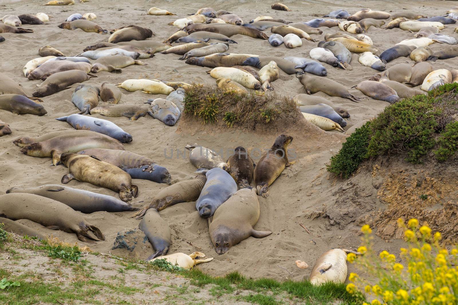 California Elephant Seals in Piedras Blancas point in South Big Sur inn Pacific Highway 1