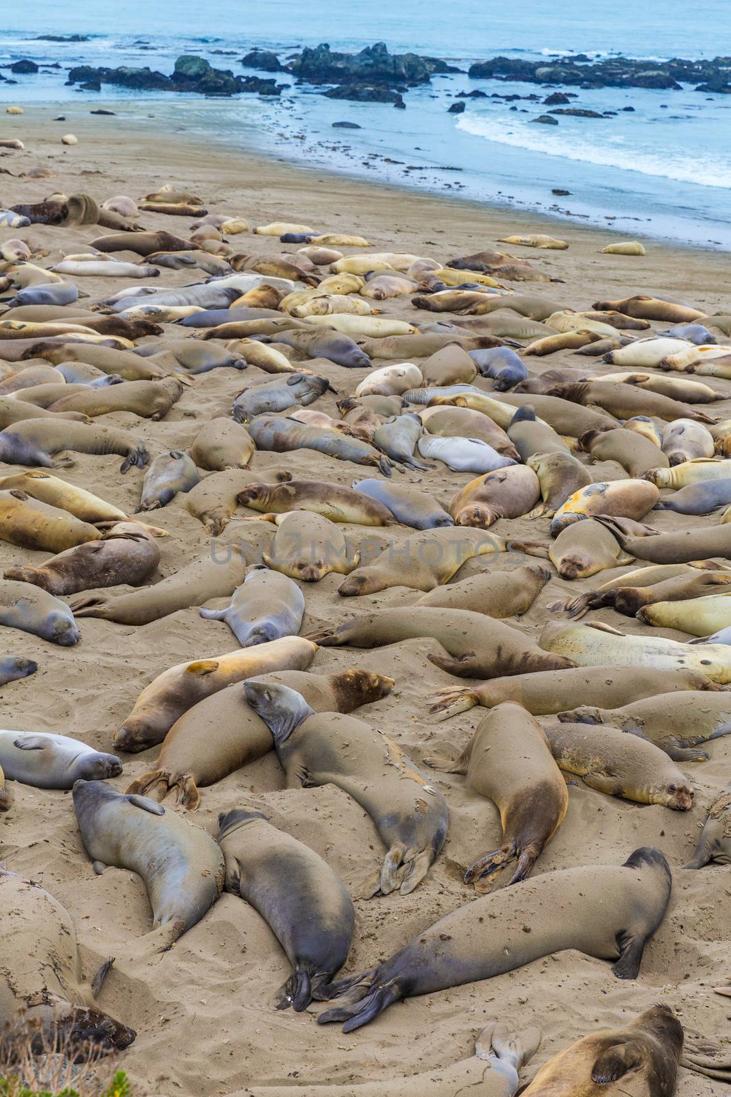 California Elephant Seals in Piedras Blancas point Big Sur by lunamarina