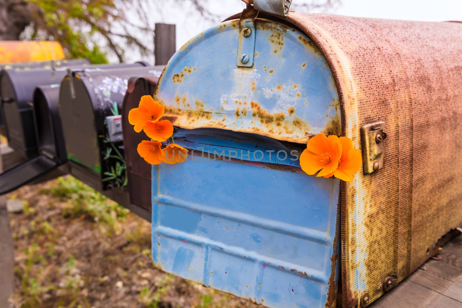 California poppy grunge mailboxes along Pacific Highway Route 1 by lunamarina