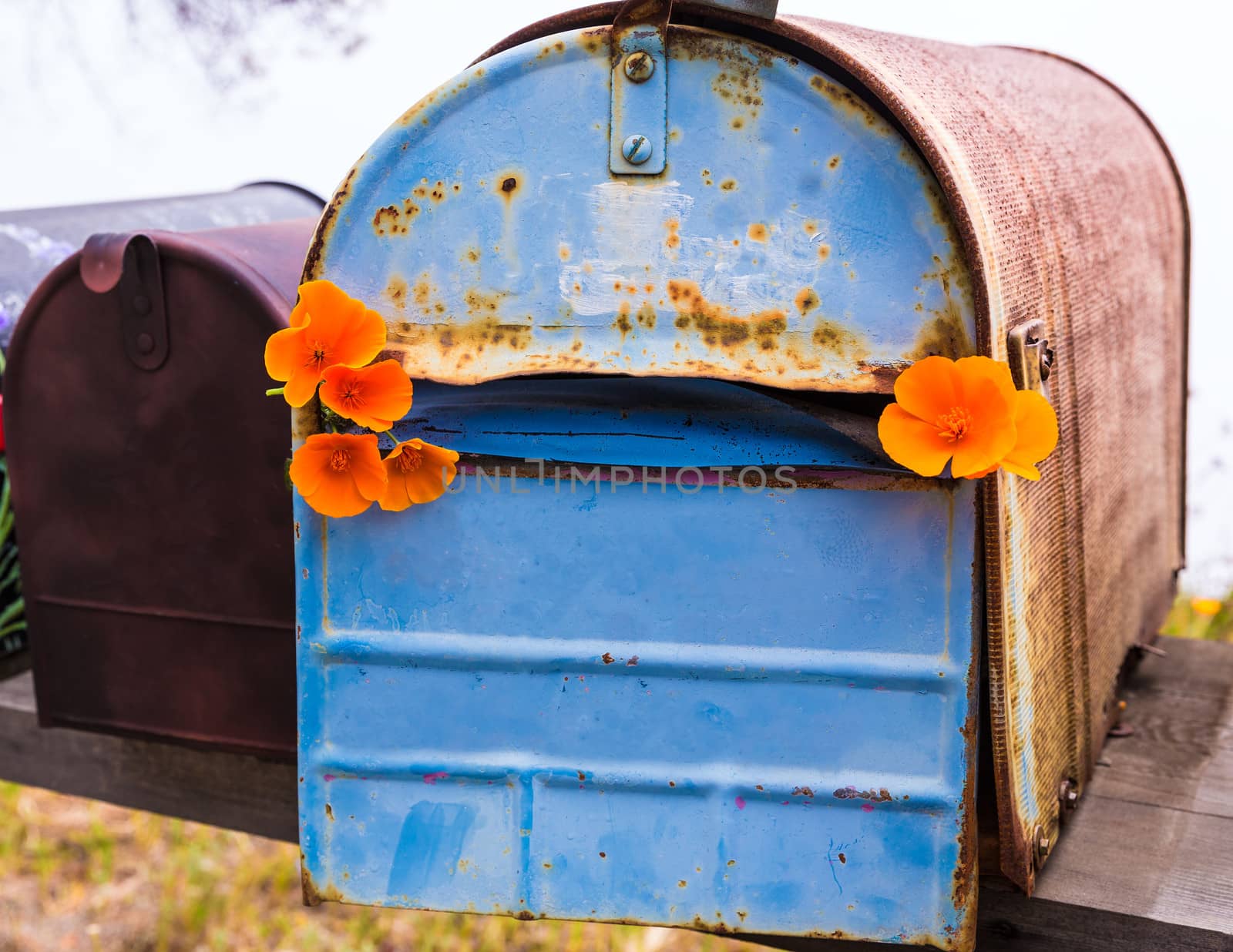California poppy flower grunge mailboxes along Pacific Highway Route 1 US 101 USA
