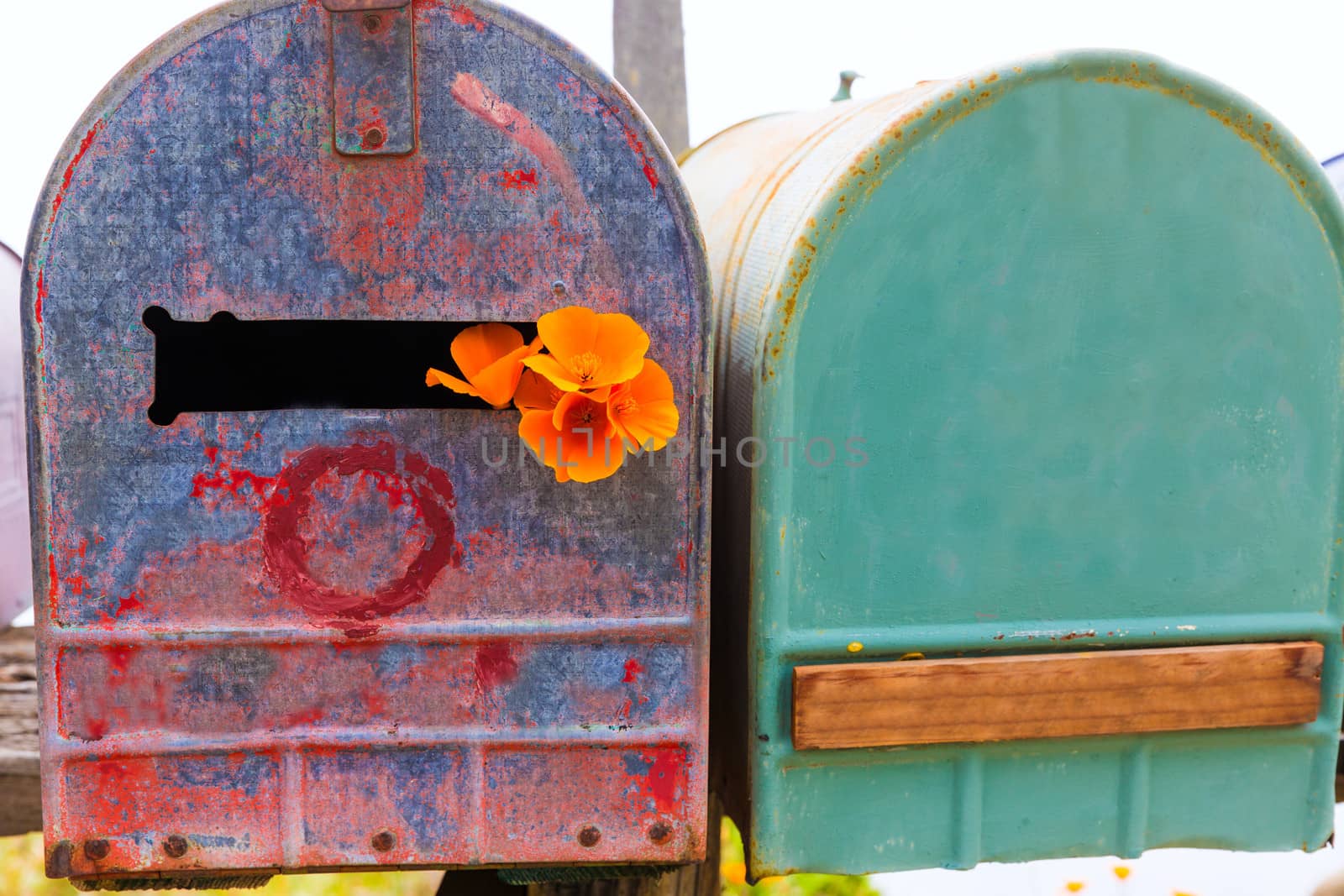 California poppy flower grunge mailboxes along Pacific Highway Route 1 US 101 USA