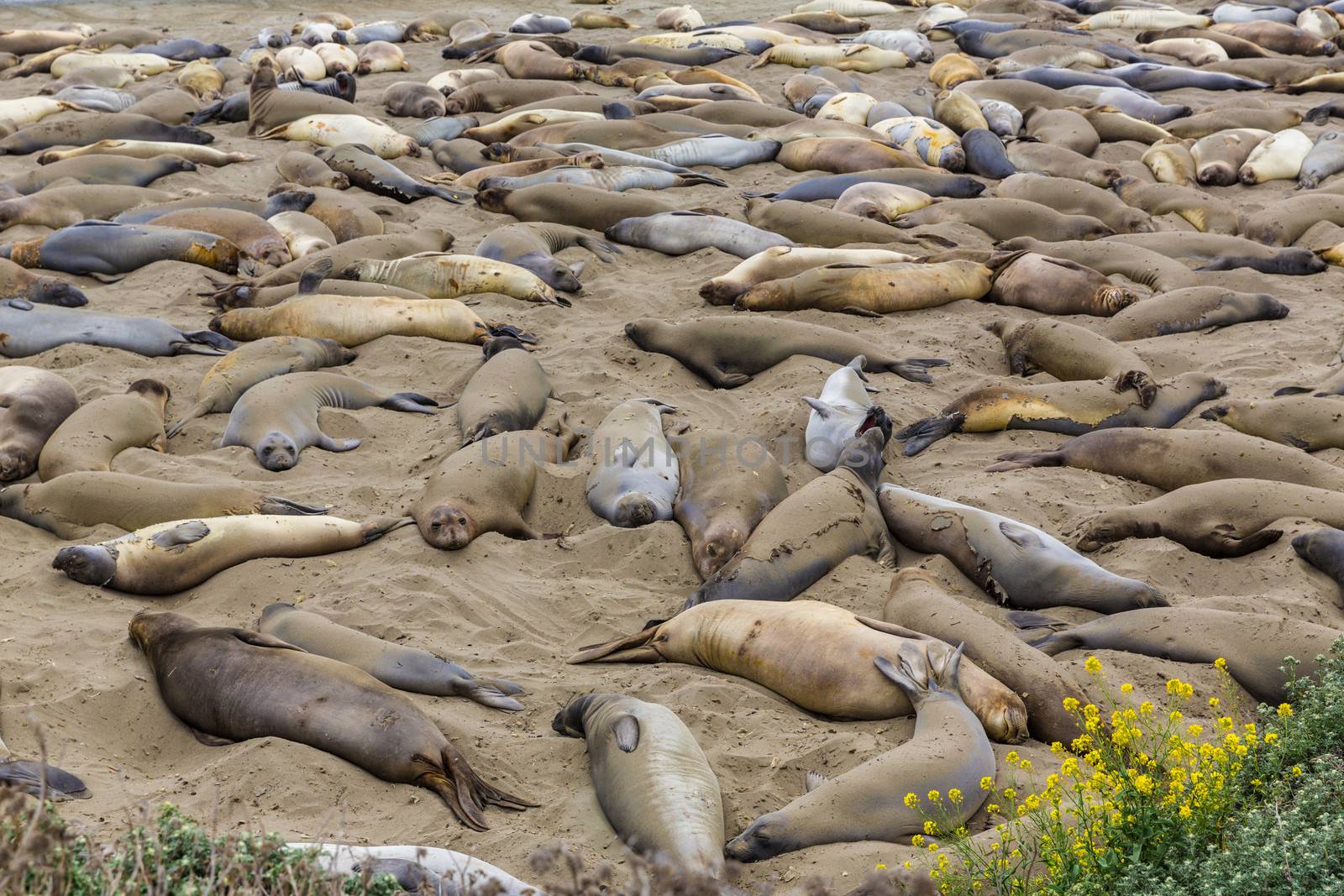 California Elephant Seals in Piedras Blancas point Big Sur by lunamarina