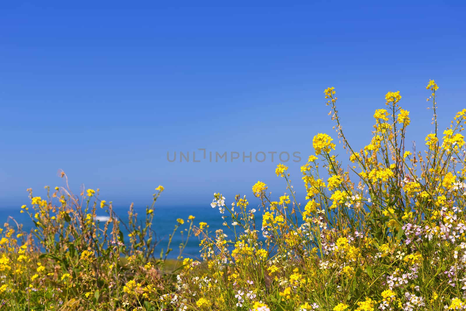 California Pigeon point spring flowers in Cabrillo Hwy coastal highway State Route 1