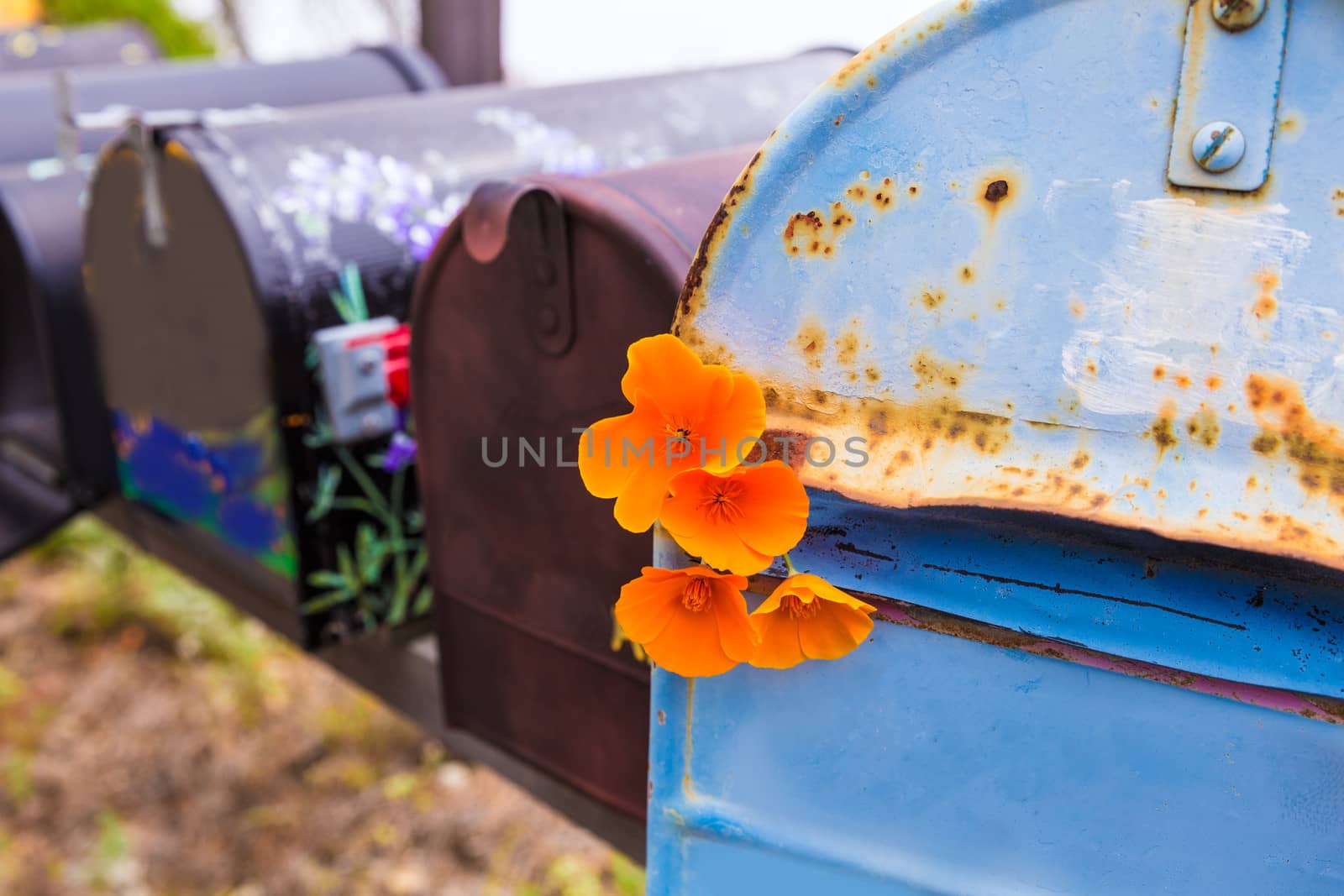 California poppy grunge mailboxes along Pacific Highway Route 1 by lunamarina