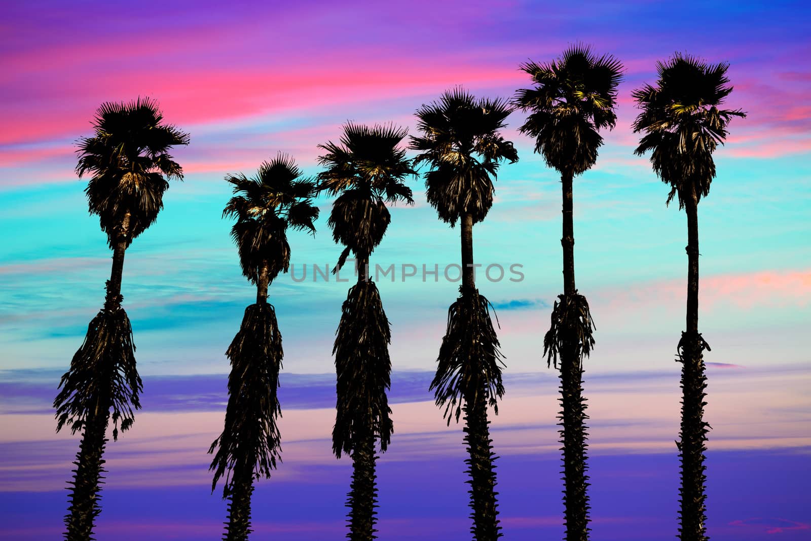 california sunset palm trees washingtonia western coast by lunamarina