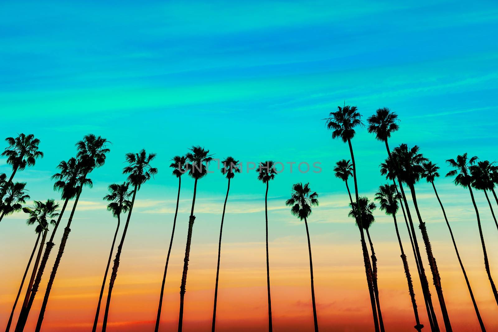 California sunset Palm tree rows in Santa Barbara by lunamarina