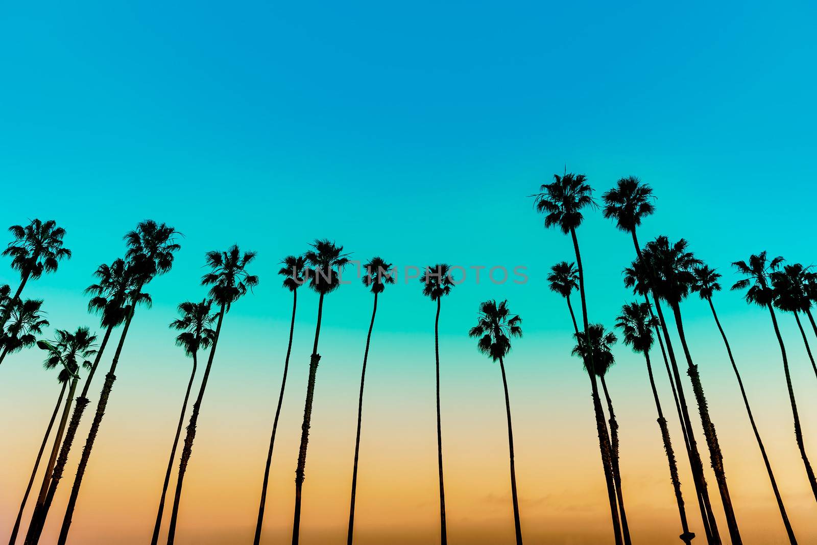 California sunset Palm tree rows in Santa Barbara US