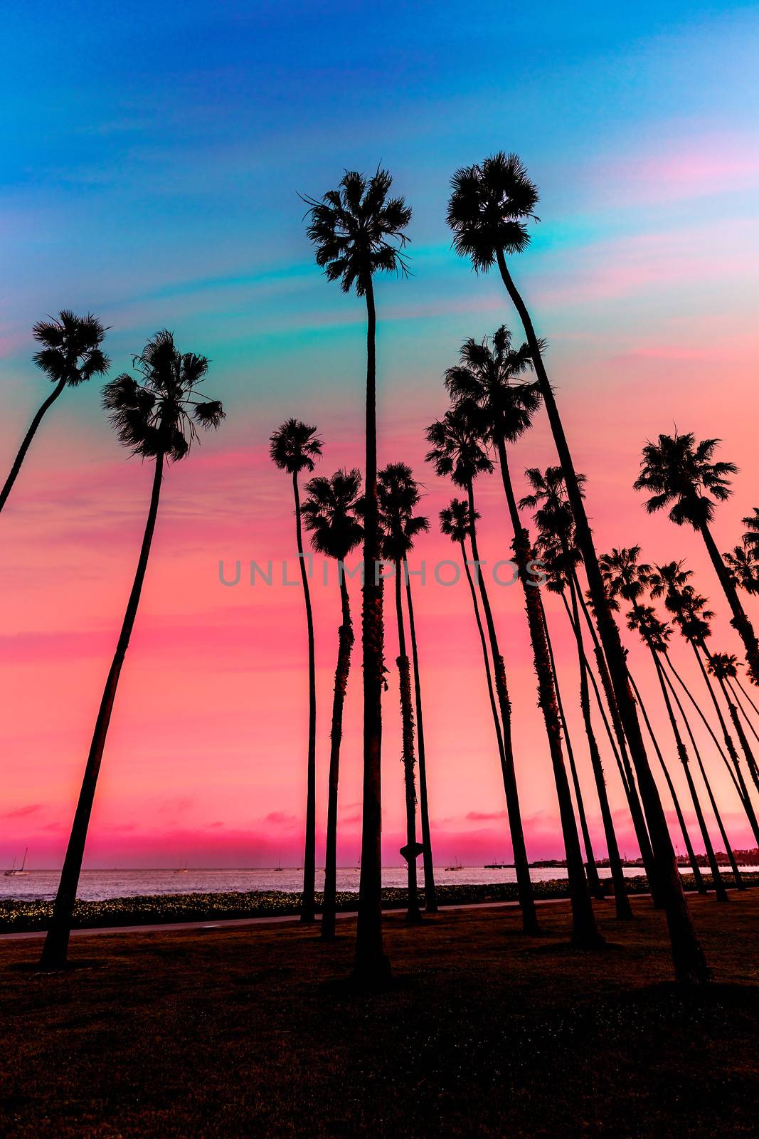 California sunset Palm tree rows in Santa Barbara US