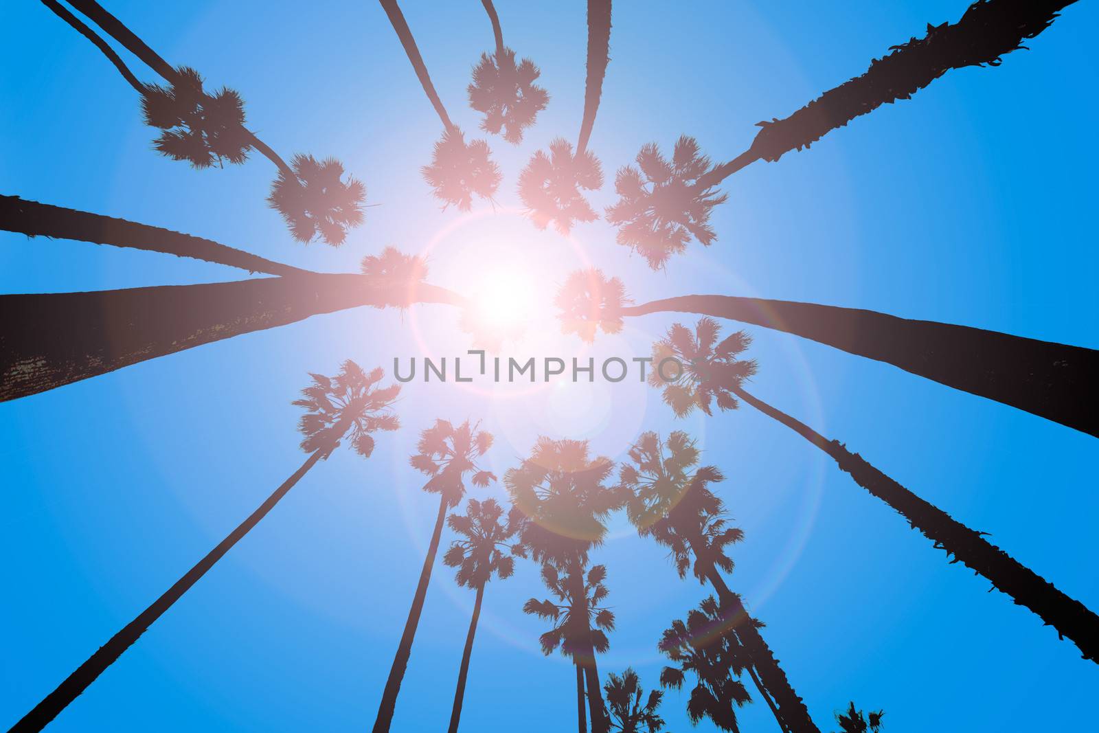 California Palm trees view from below in Santa Barbara US
