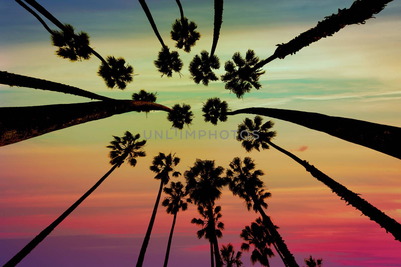 California Palm trees view from below in Santa Barbara by lunamarina