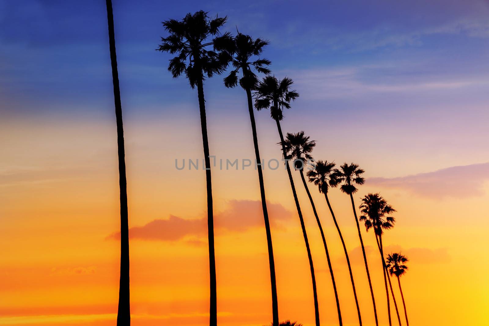 California sunset Palm tree rows in Santa Barbara by lunamarina