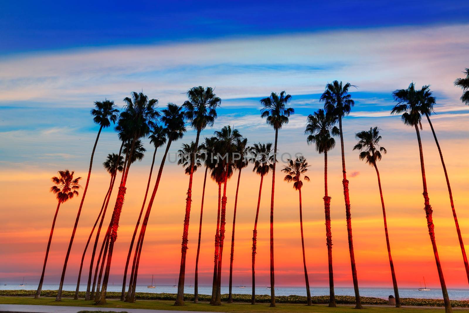 California sunset Palm tree rows in Santa Barbara by lunamarina