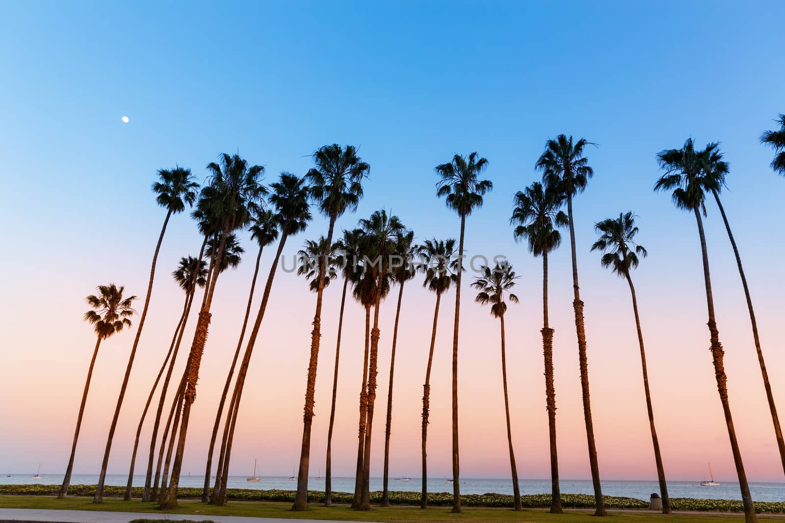 California sunset Palm tree rows in Santa Barbara by lunamarina