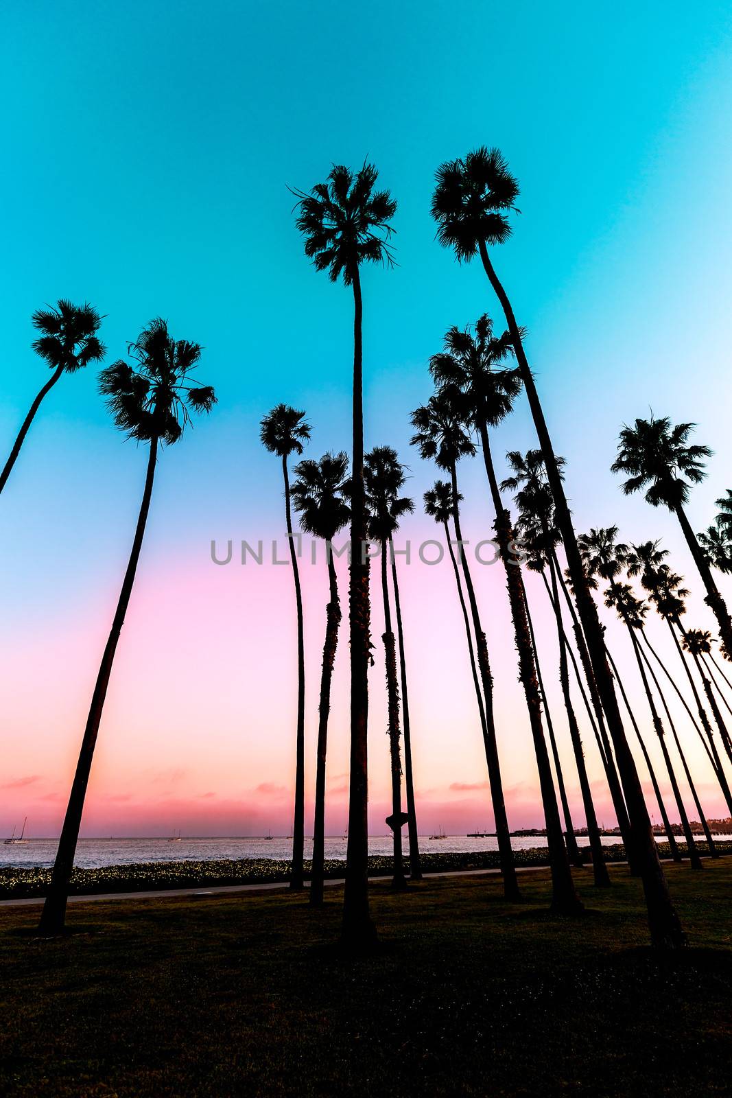 California sunset Palm tree rows in Santa Barbara by lunamarina