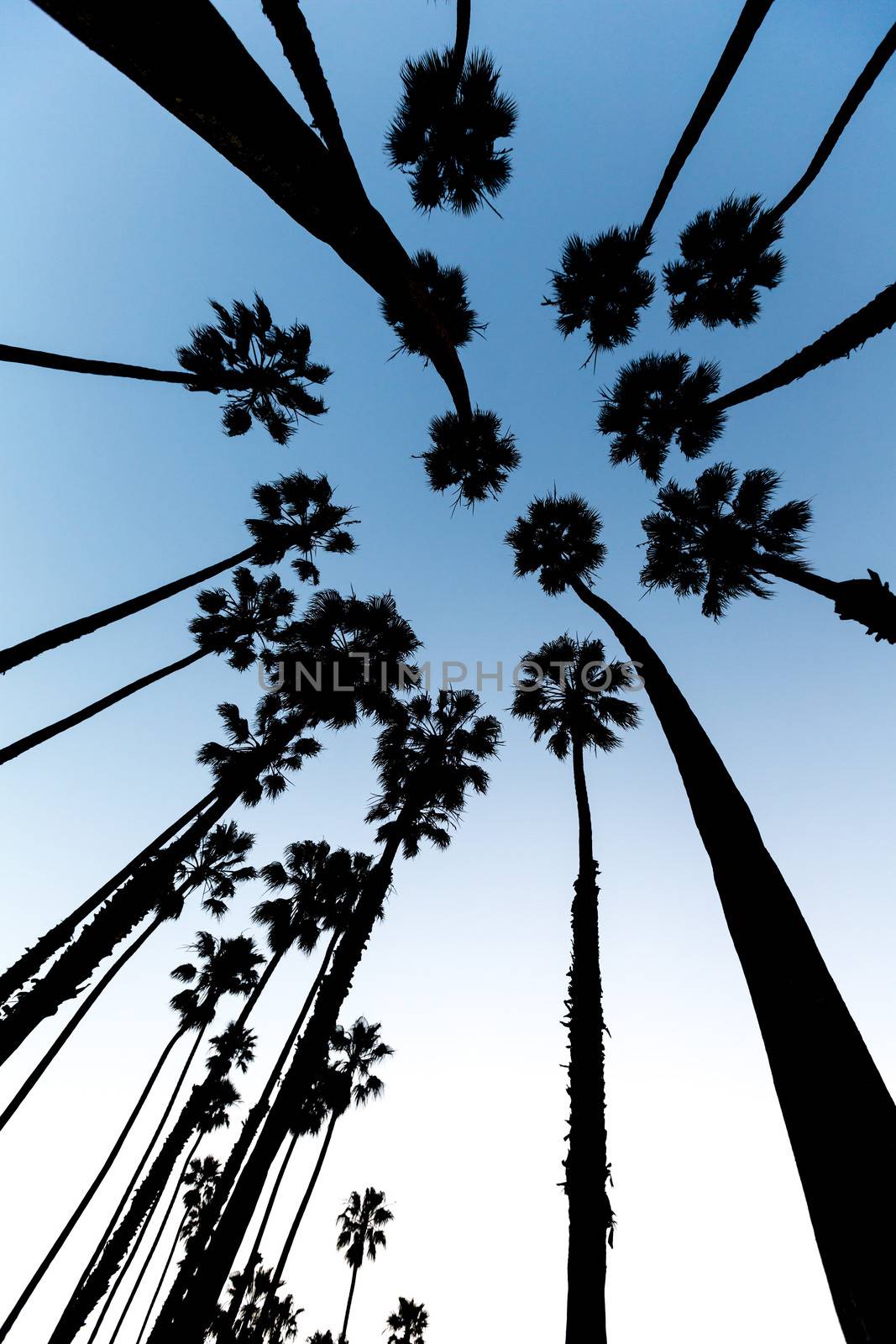 California Palm trees view from below in Santa Barbara US