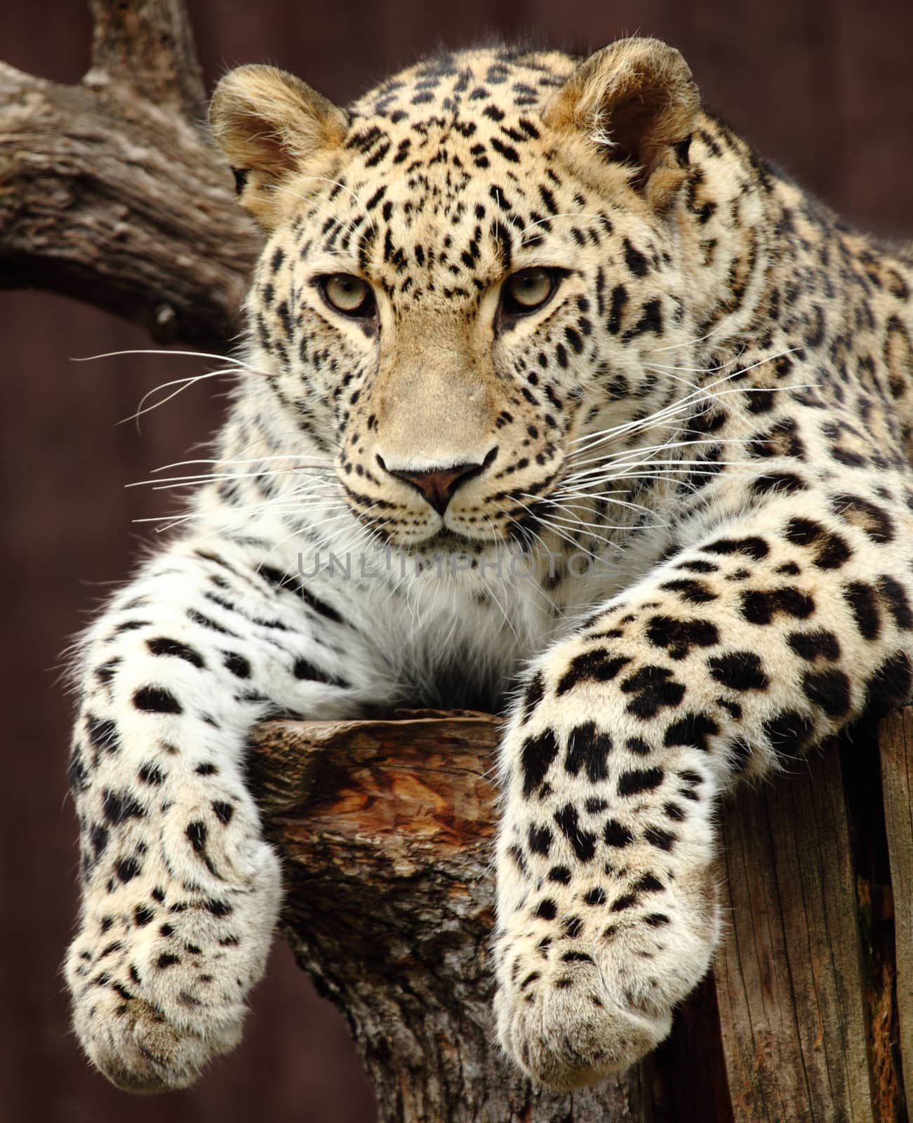 a beautiful leopard resting on a tree
