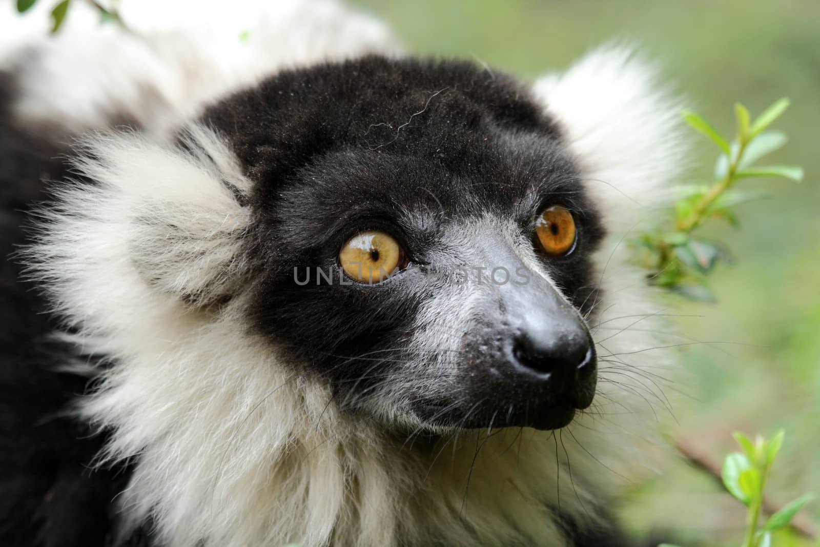 portrait of a beautiful lemur