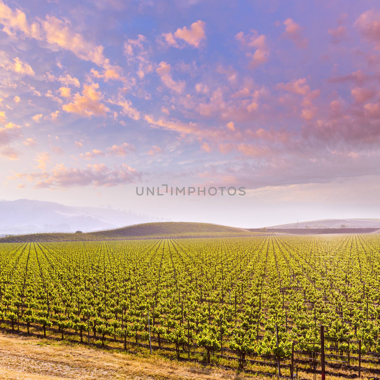 California vineyard field sunset in US by lunamarina