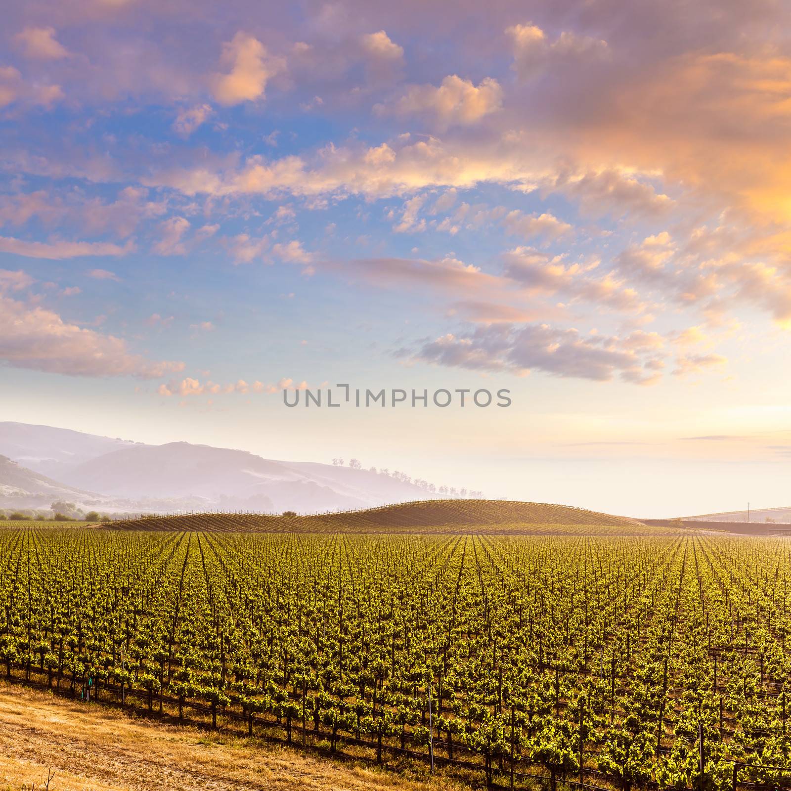 California vines vineyard field at sunset in US