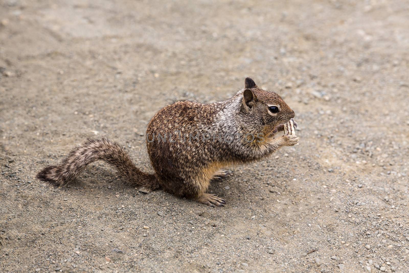 California Ground Squirrel eating tourist biscuit in Pacific Highway US