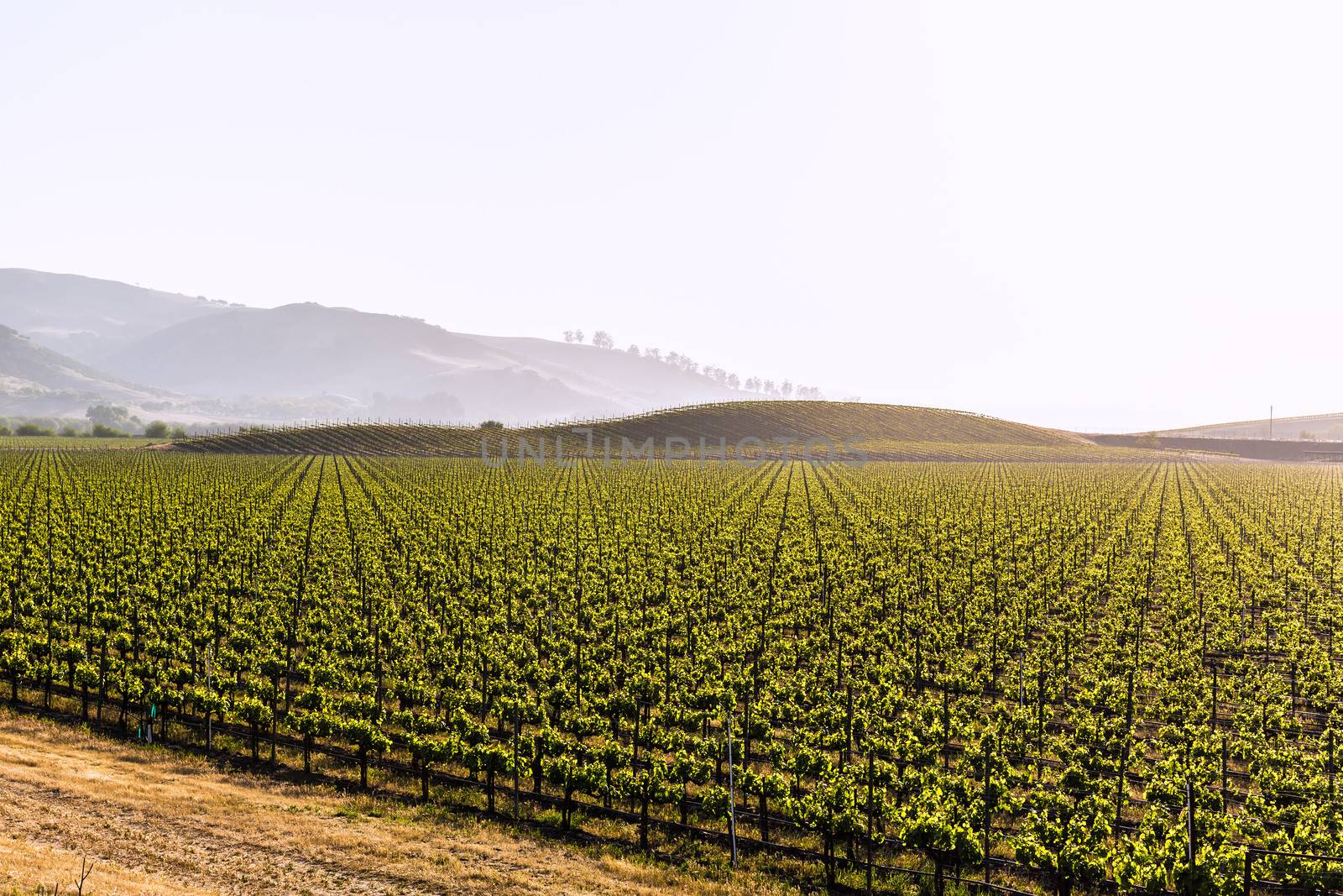 California vines vineyard field in US