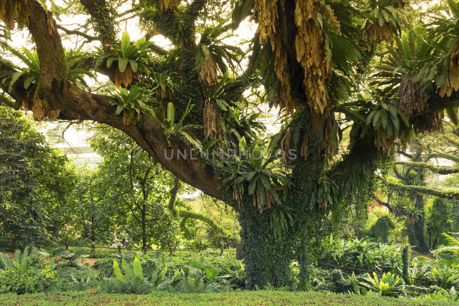 giant spreading tree in green tropical park in Singapore